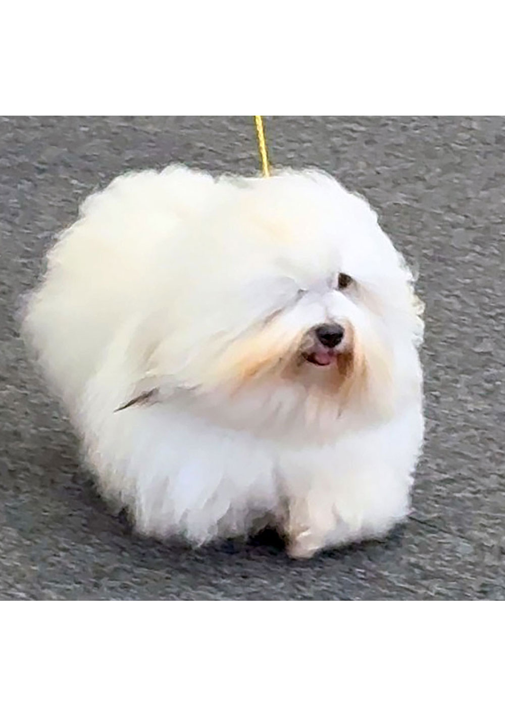 Filomeno vom Donauvillino