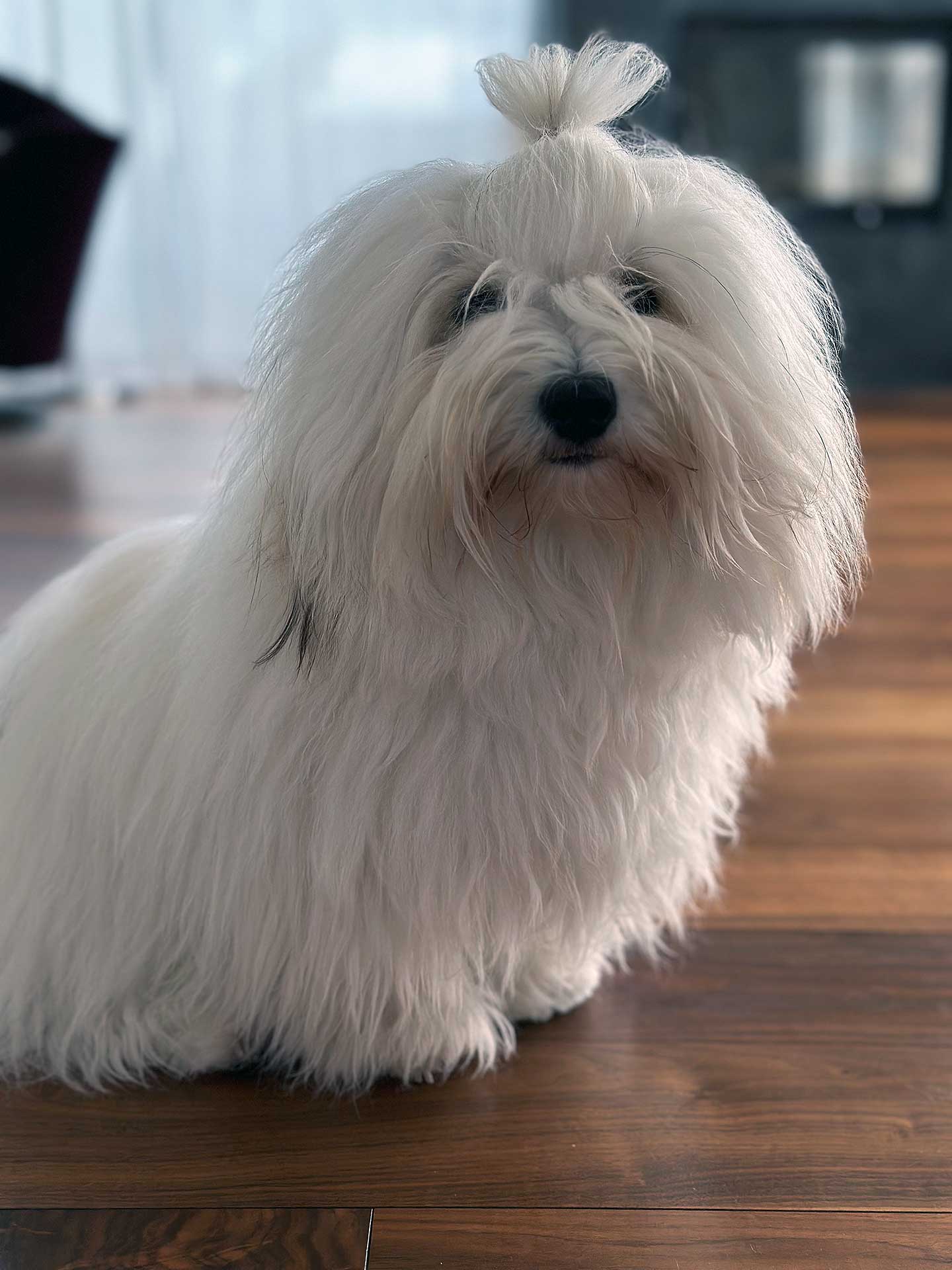 Amara vom Moseldorfschloss ist nun offiziell Deutscher Jugend-Champion (CTC).