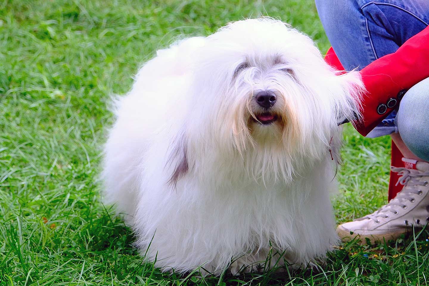 FILOMENO vom Donauvillino ist nun offiziell Deutscher Jugend-Champion VDH und Deutscher Jugend-Champion CTC