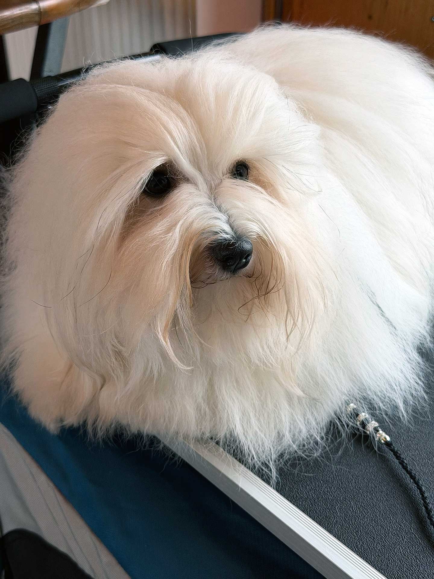 Amara vom Donauvillino