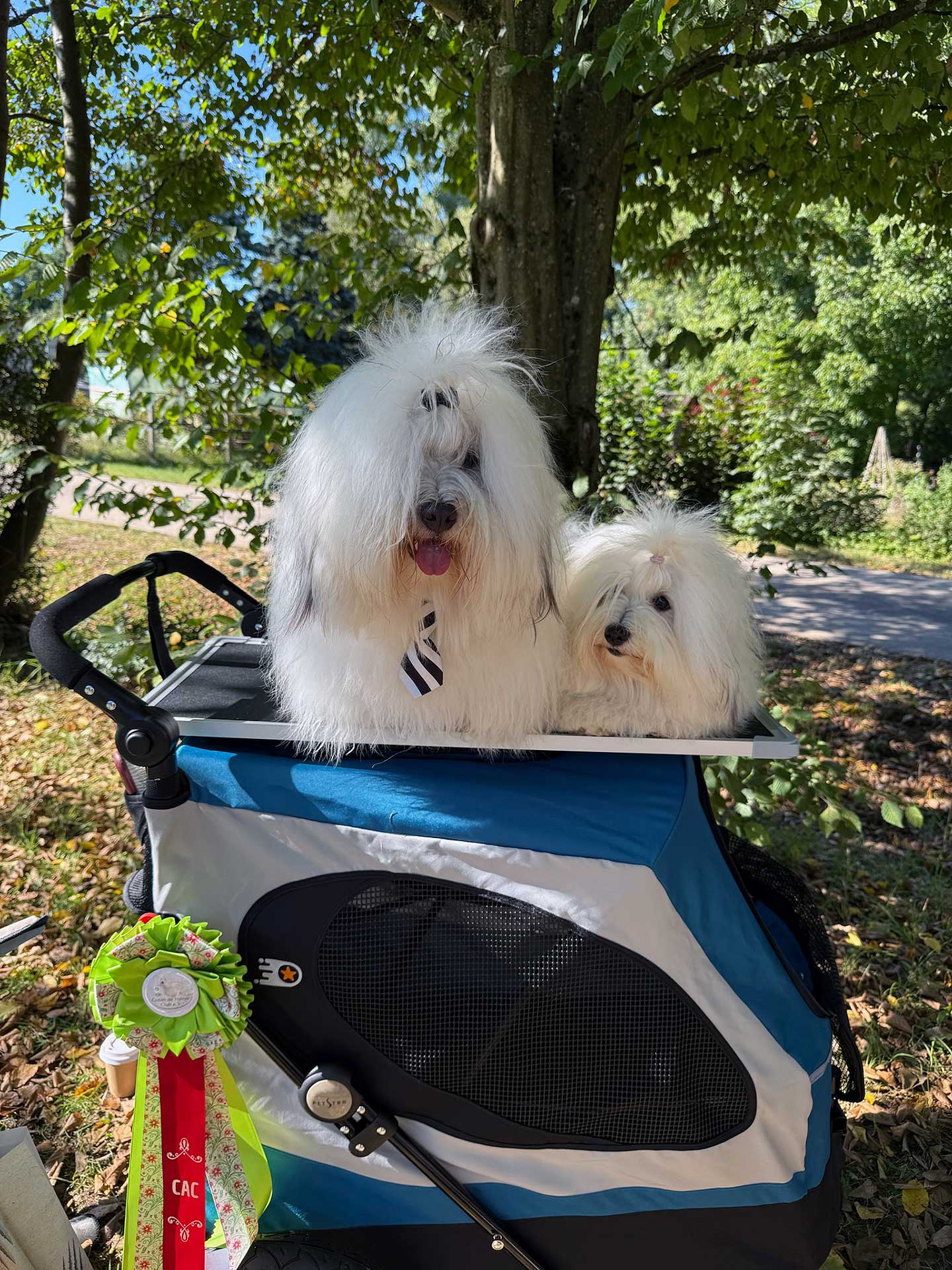 CTC-Clubsieger-Ausstellung