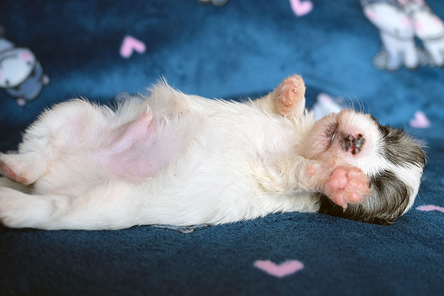 Der H2-Wurf im Zwinger vom Donauvillino ist geboren