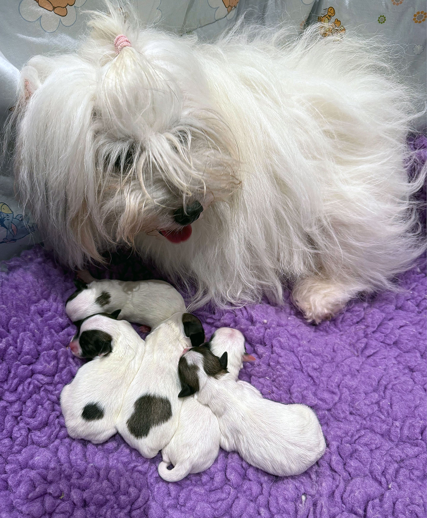 Der H2-Wurf im Zwinger vom Donauvillino ist geboren