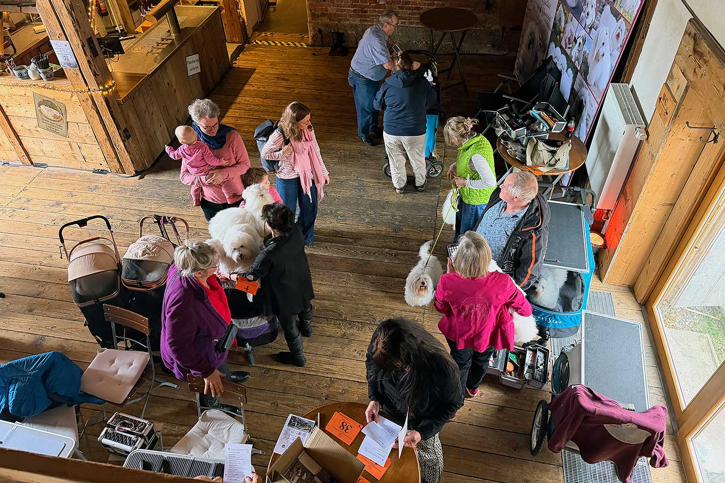 Review of Our Community Dog Shows in the Allgäu