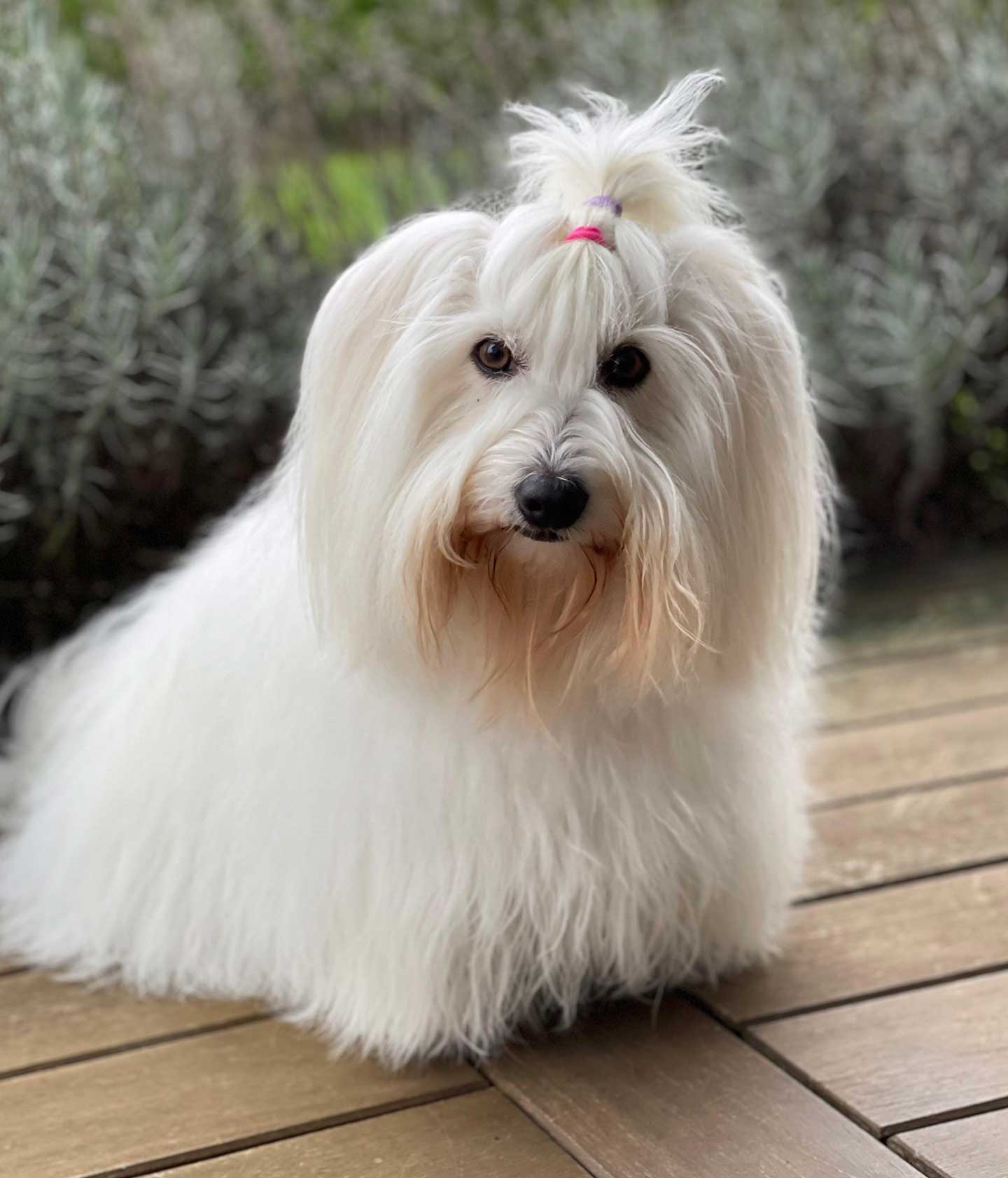 Beltz vom Donauvillino