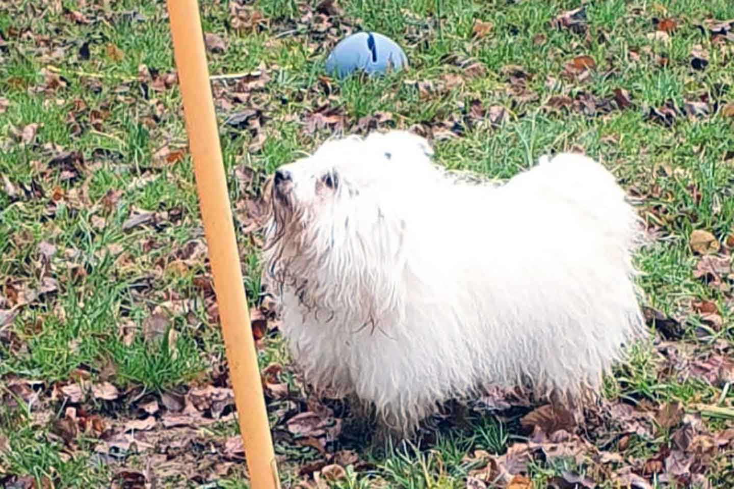 Agility – Juhu, das macht vielleicht Spaß!