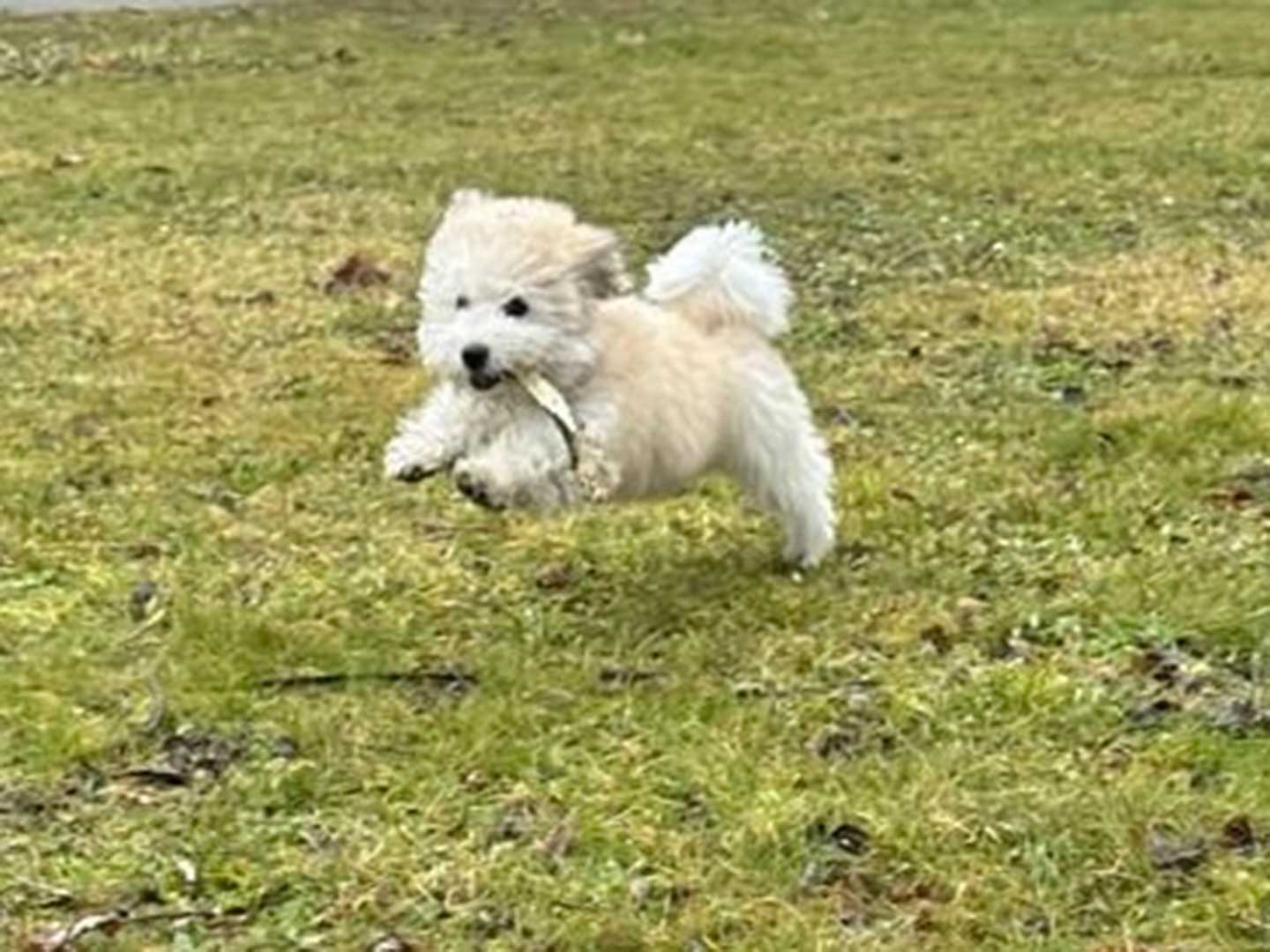 Akia vom Moseldorfschloss