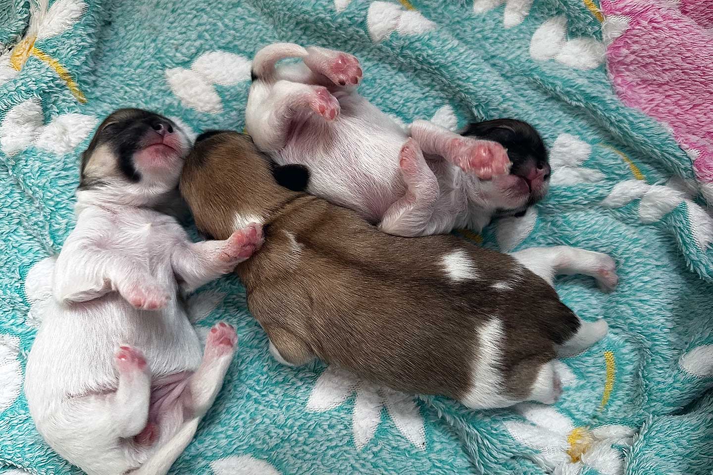 Ich habe meine ersten Welpen bekommen.