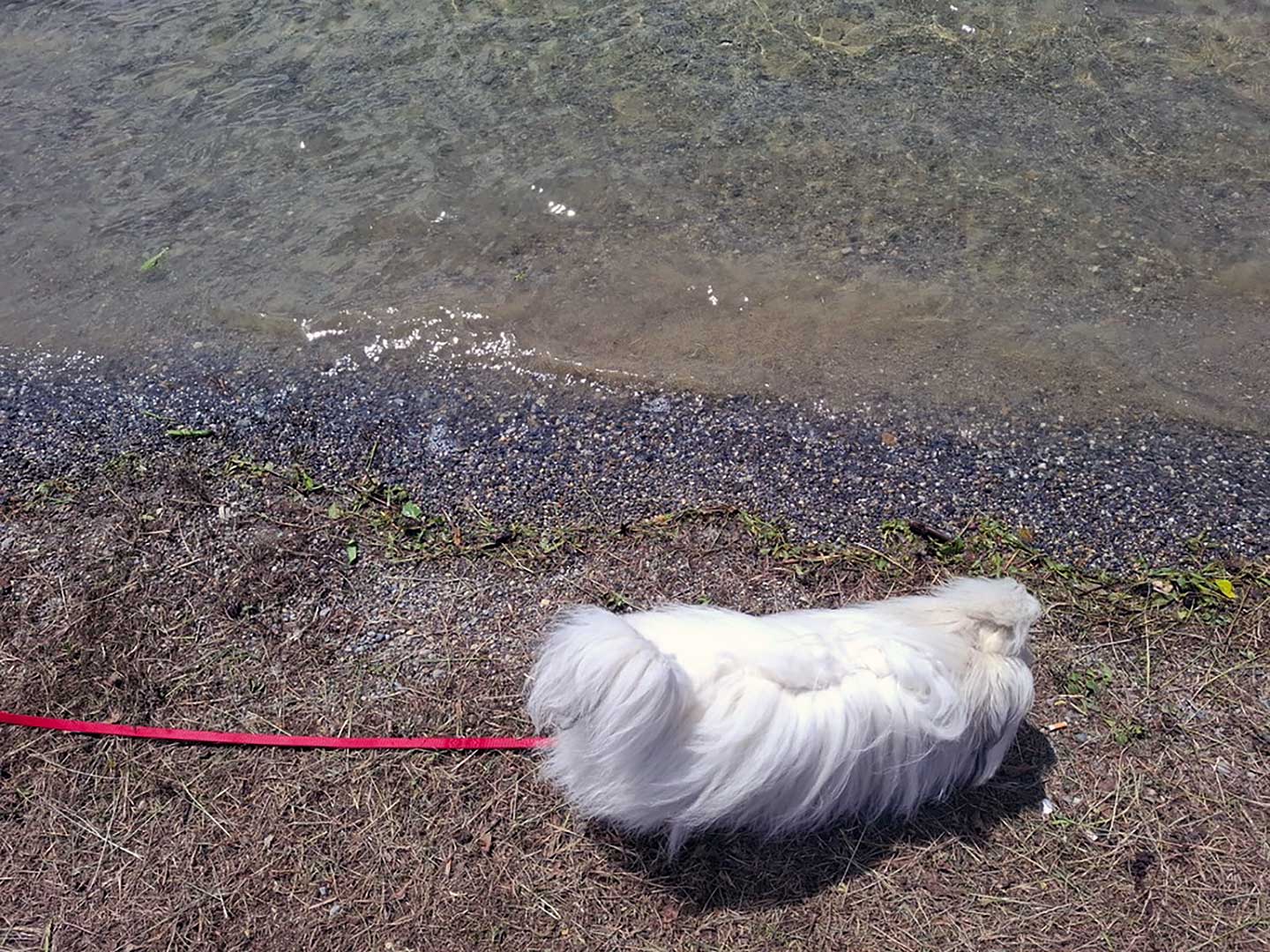 Amara vom Moseldorfschloss