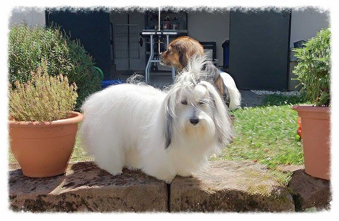 Amy und Bluna von den Linzer Wuschelherzen