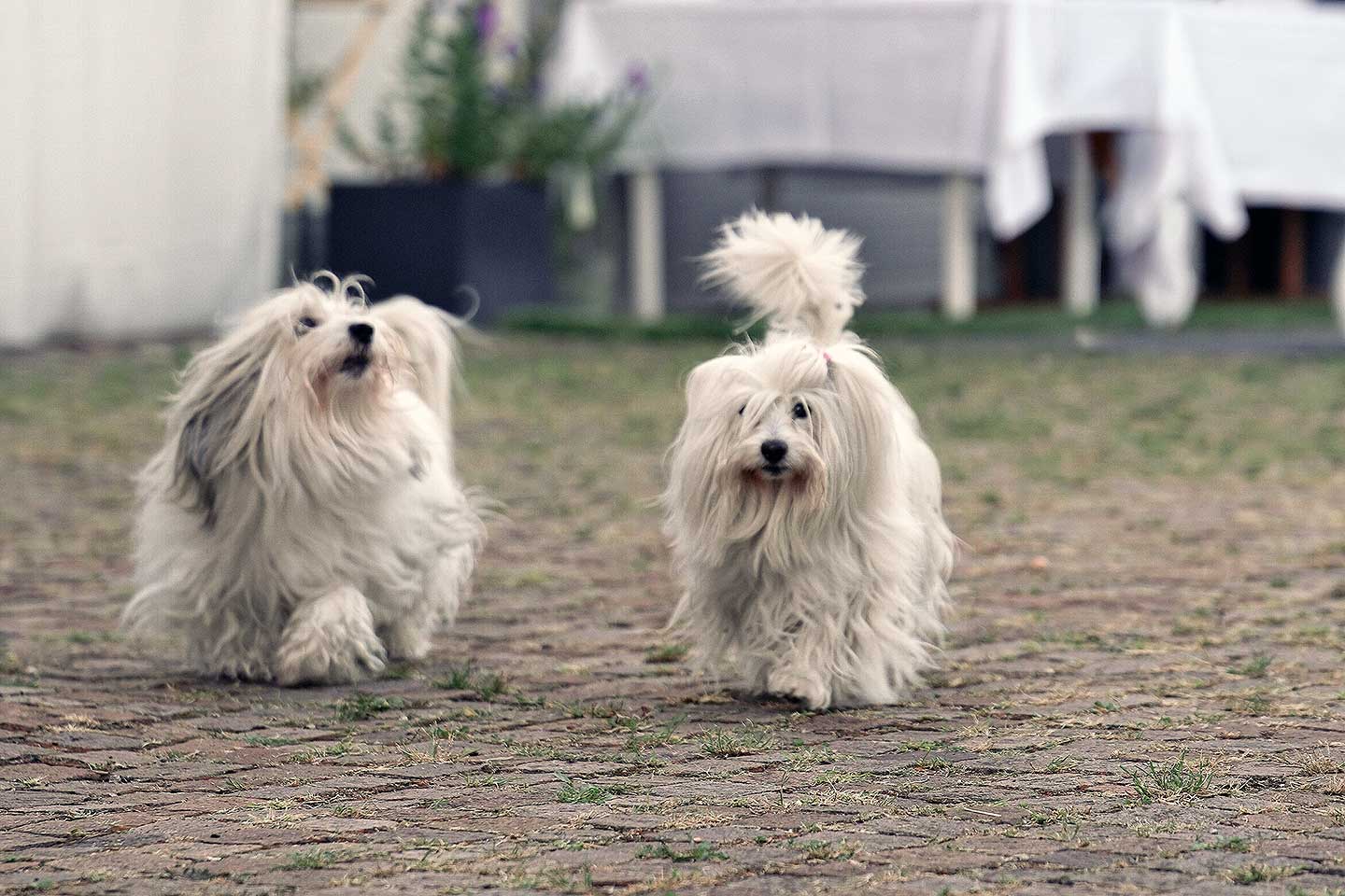 Amy und Bluna von den Linzer Wuschelherzen