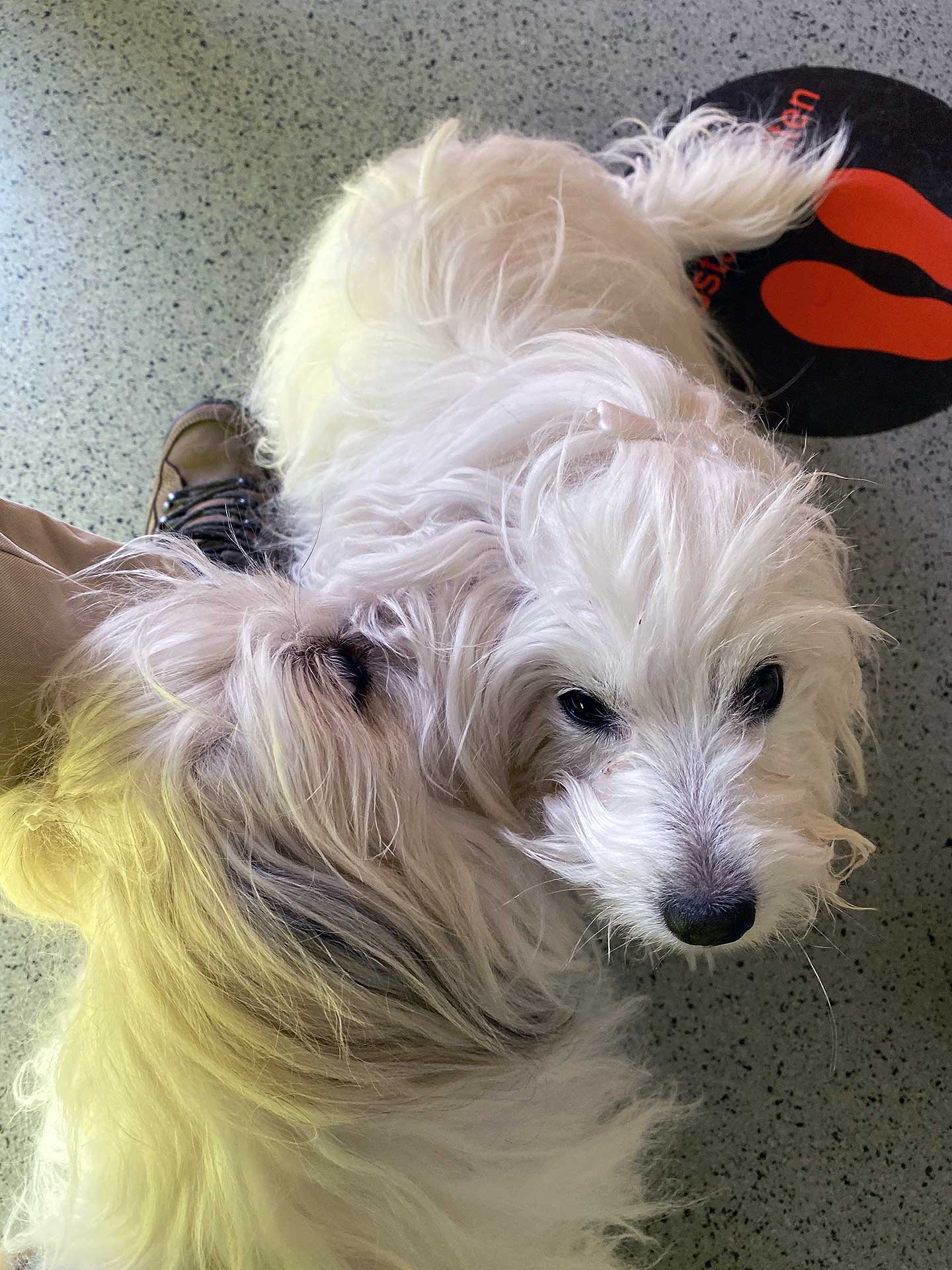 Amy und Bluna von den Linzer Wuschelherzen