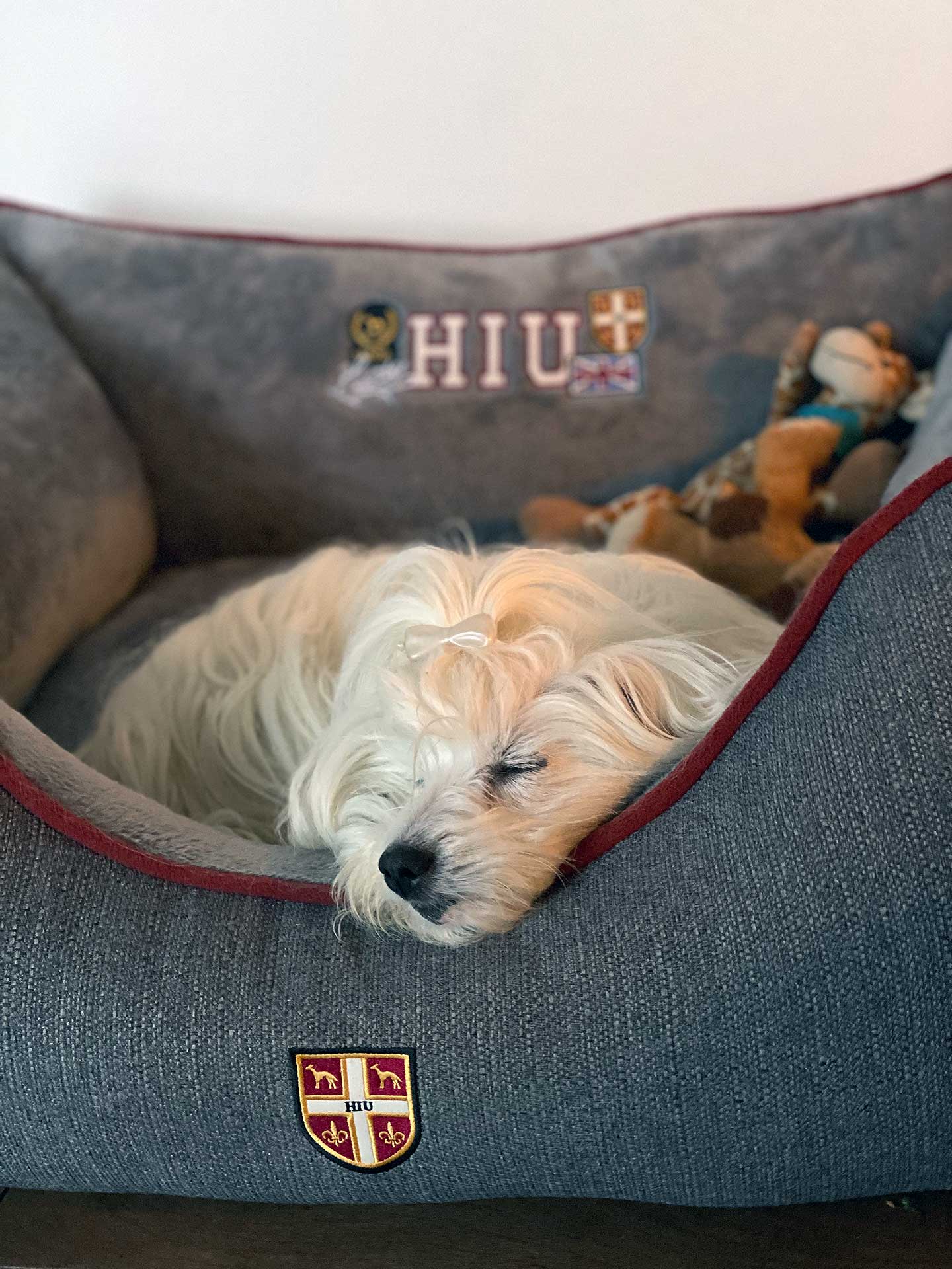 Amy und Bluna von den Linzer Wuschelherzen