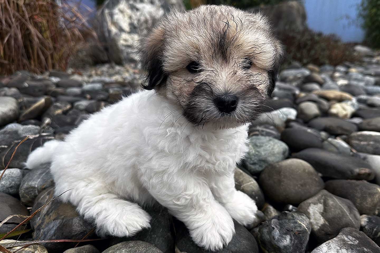 Anco-Filou vom Moseldorfschloss