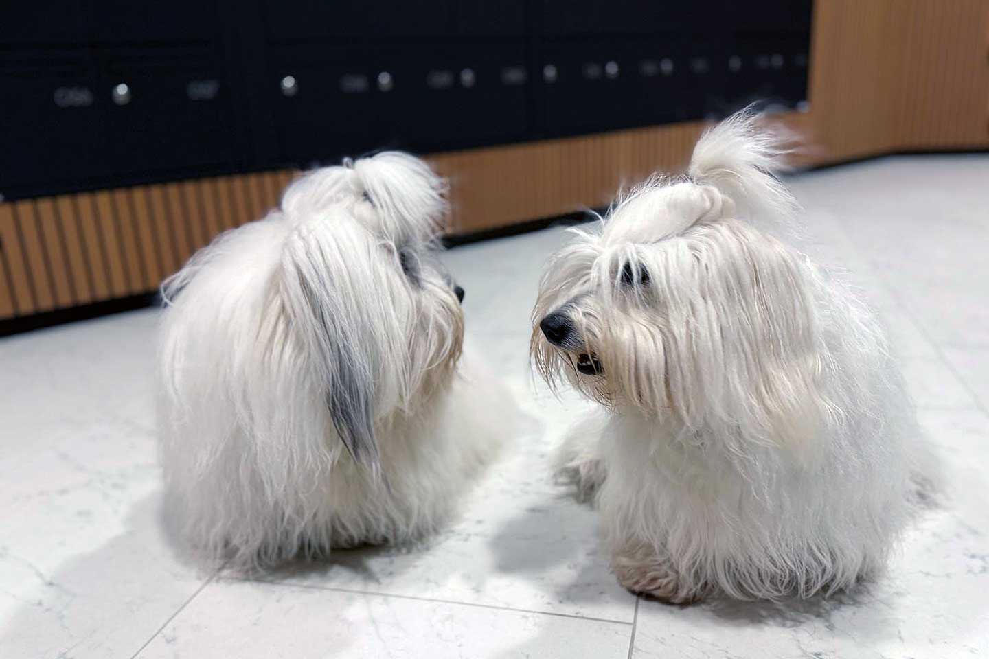 Beliz vom Donauvillino