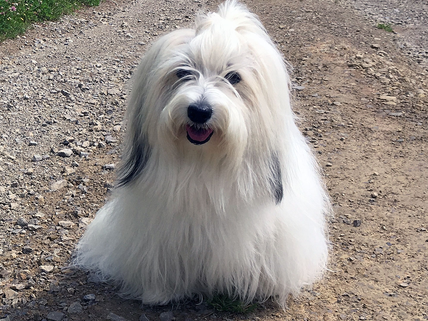 Nun bist du gegangen, geliebte Bluna vom Linzer Wuschelherzen