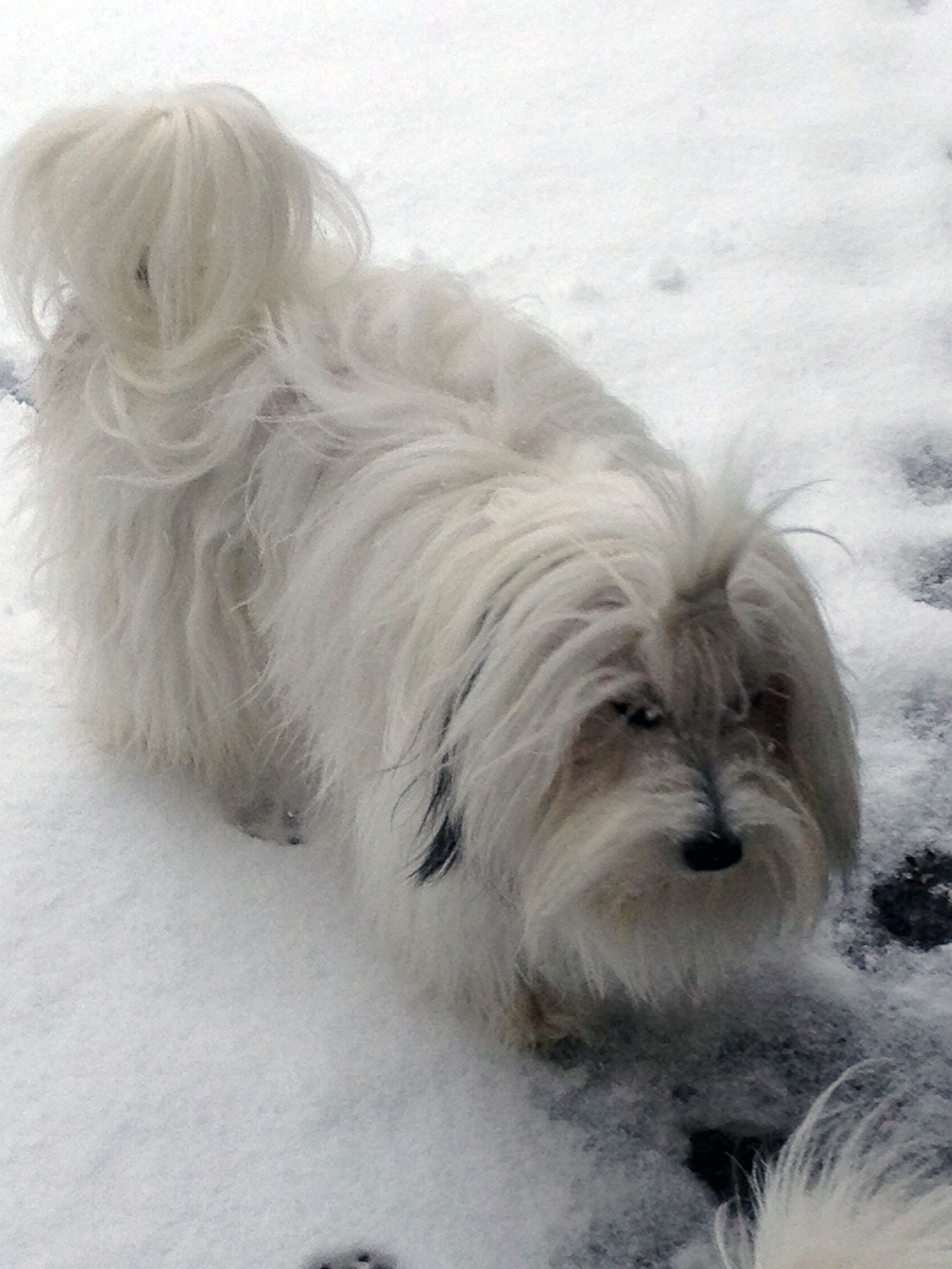Nun bist du gegangen, geliebte Bluna von den Linzer Wuschelherzen 