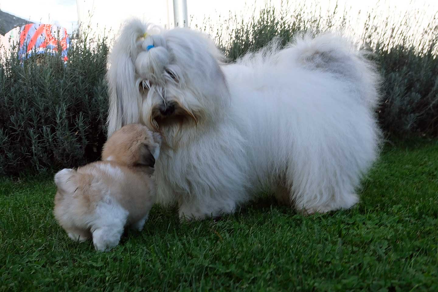 Davino vom Donauvillino