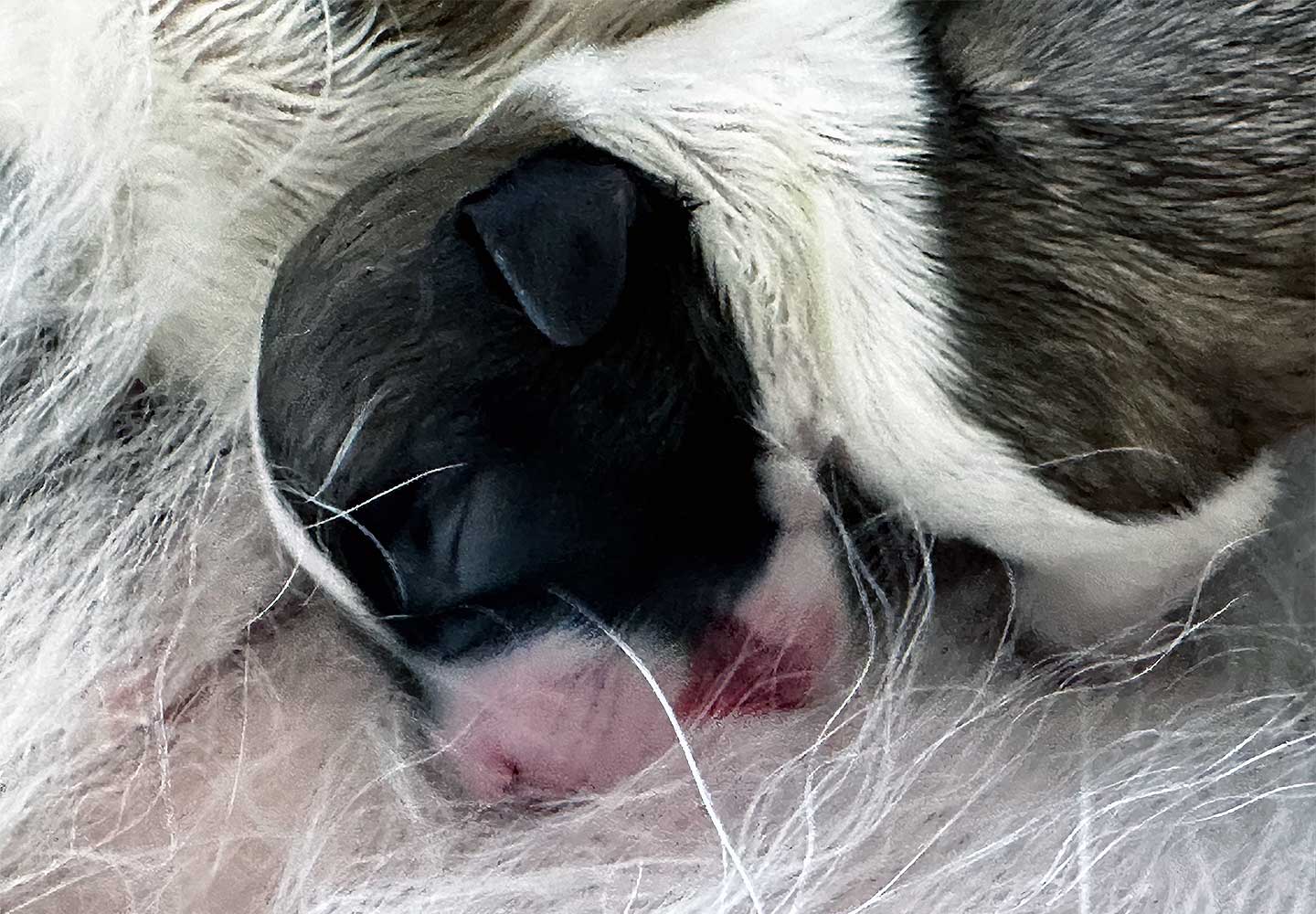 Eine aufregende Zeit bei den Donauvillinos