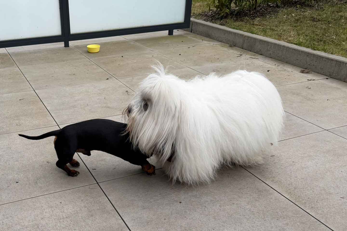 Filomeno vom Donauvillino und Dackelrüde Oblomov