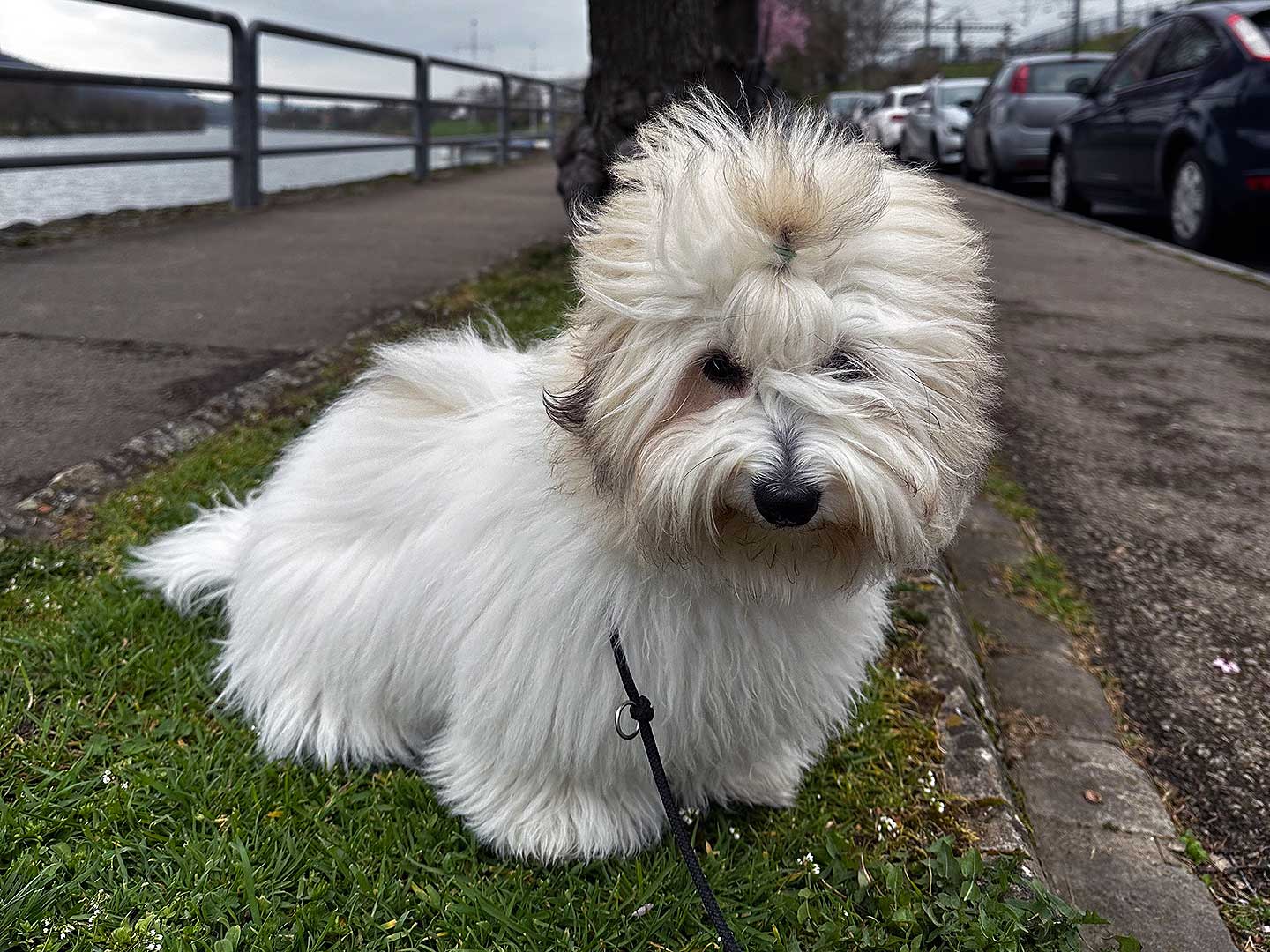 Amara vom Moseldorfschloss