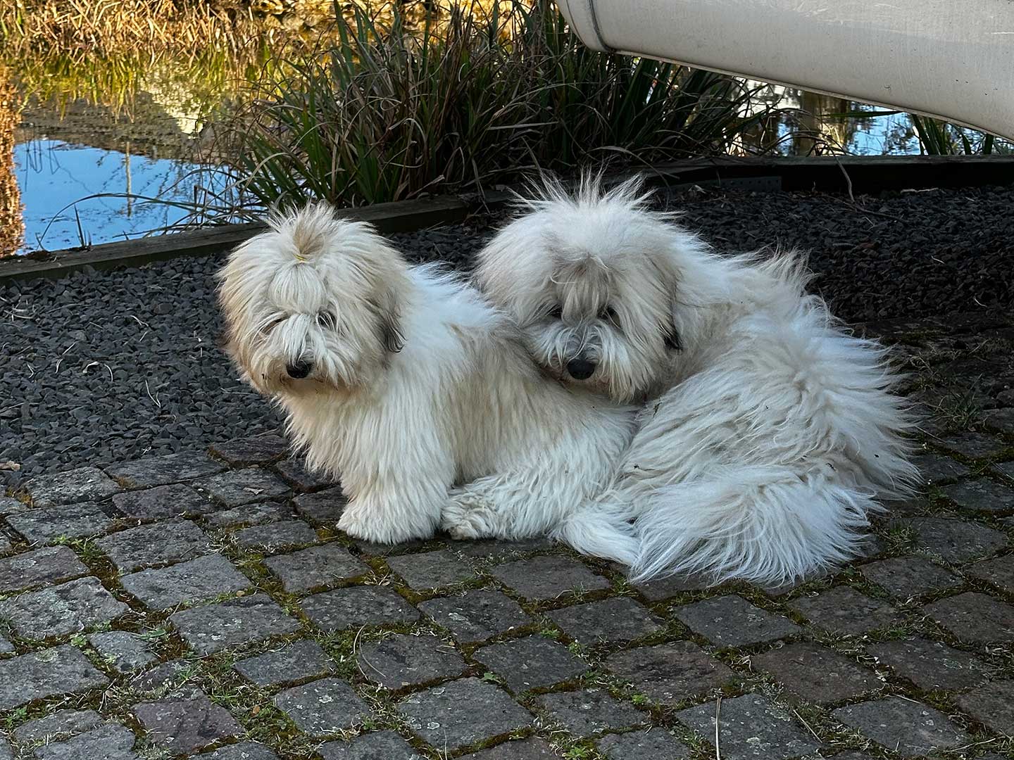 Filomeno vom Donauvillino – kleiner Prinz mit großem Schalk im Nacken 