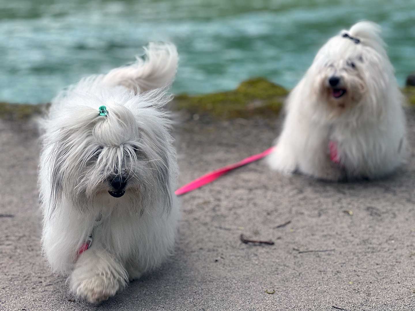 Darf ich vorstellen: meine Schwester Zelenia vom Donauvillino