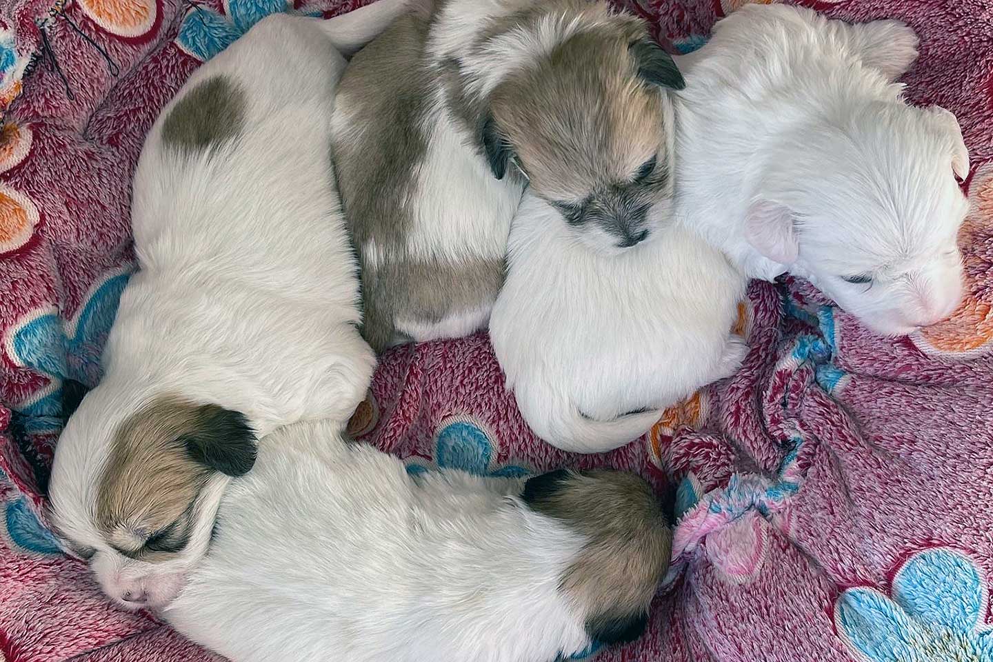 Zoë vom Donauvillino stellt sich vor