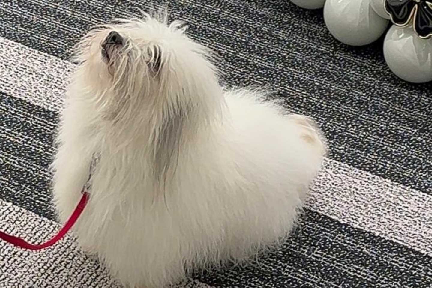 Lenis weihnachtliches Abenteuer bei Chanel