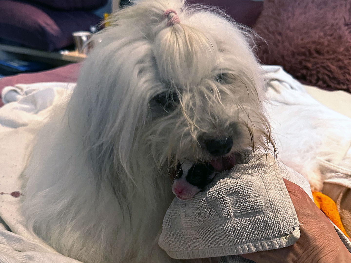 Meine Schwester Zelenia vom Doanuvillino hat ihren 3. Wur