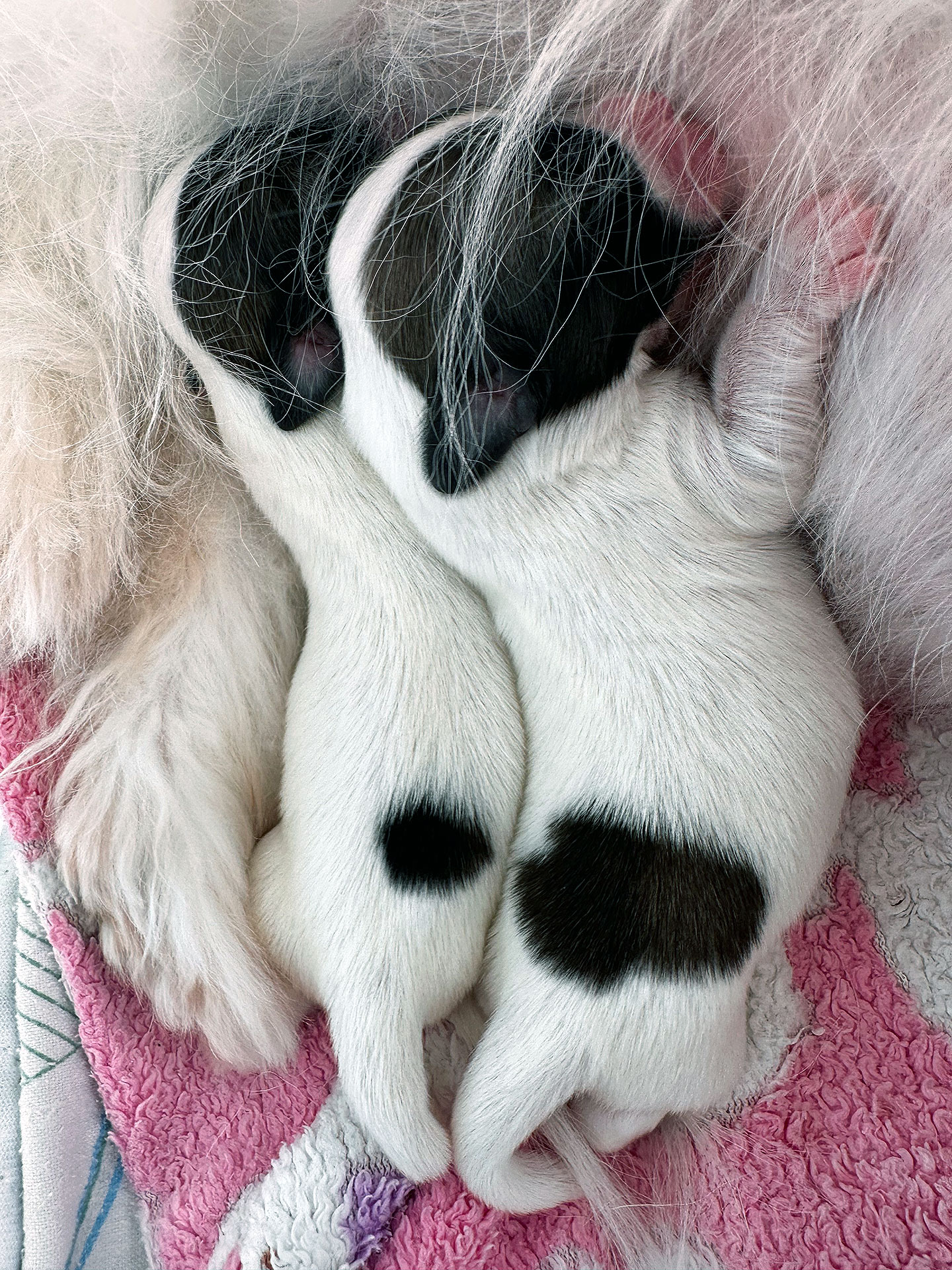 Meine Schwester Zelenia vom Doanuvillino hat ihren 3. Wurf