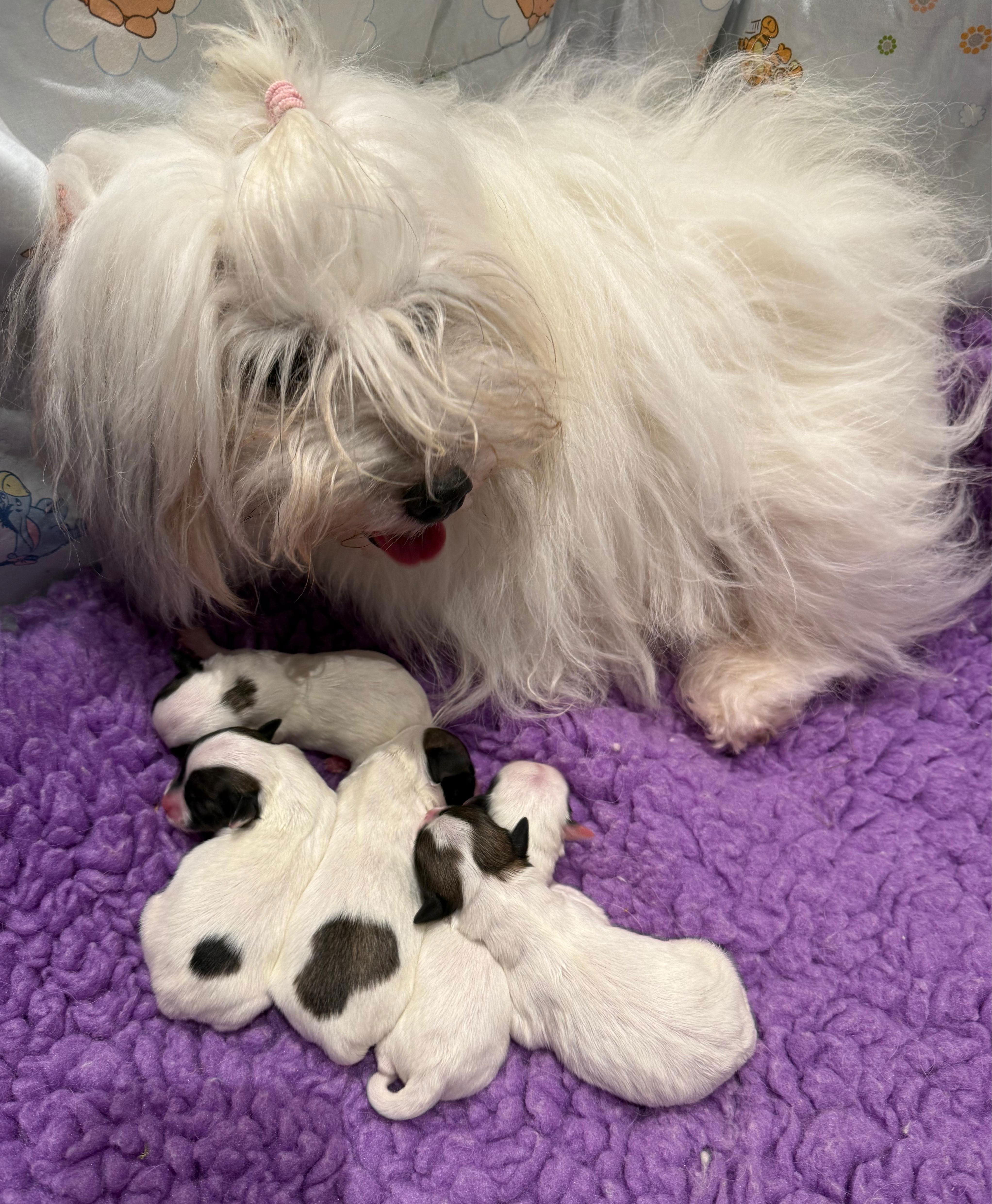 Meine Schwester Zelenia vom Doanuvillino hat ihren 3. Wurf