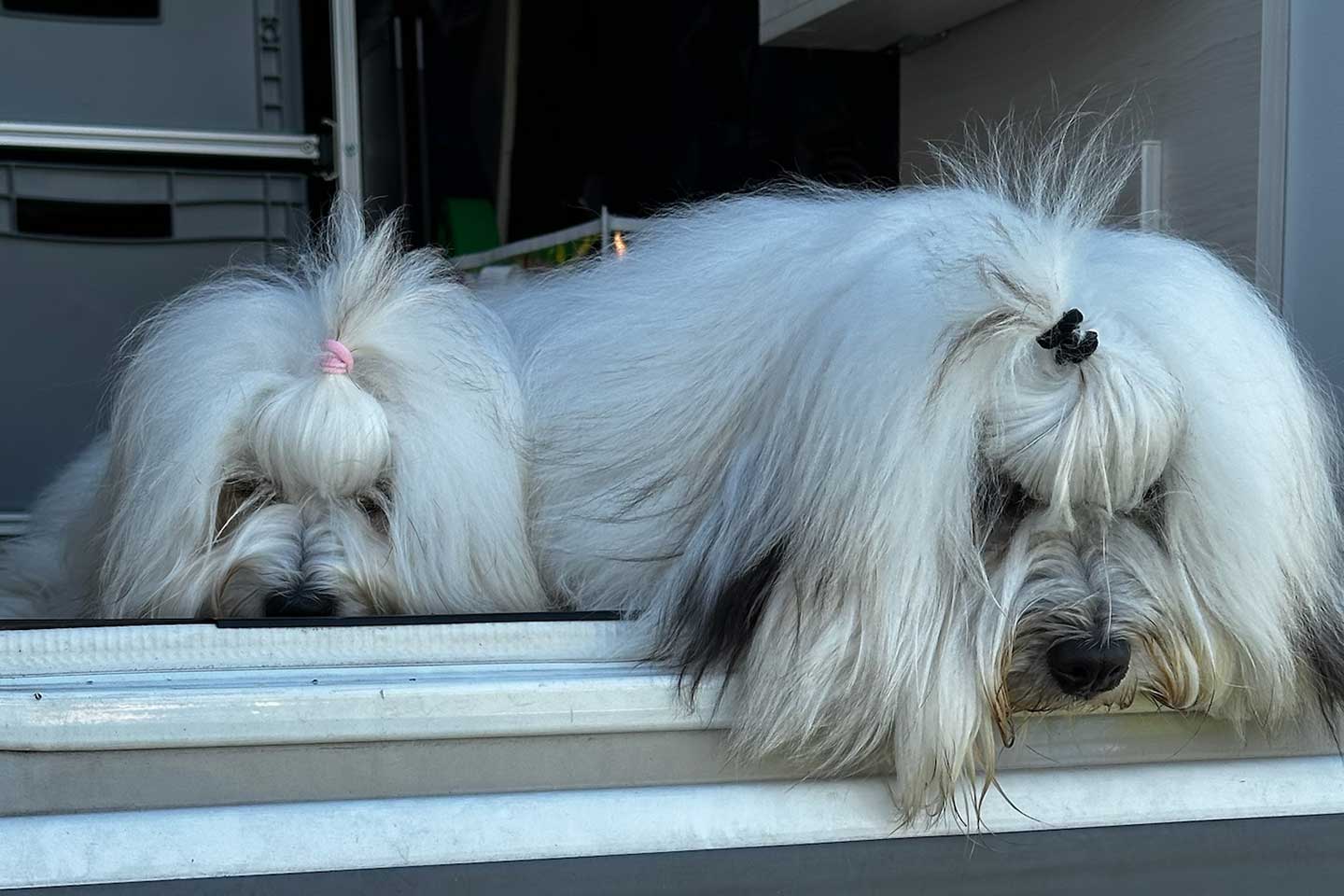 A Story from Moseldorfschloss 